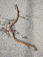 Zamenis scalaris