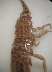 Asellus aquaticus
