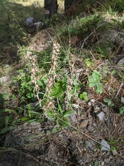 Omalotheca sylvatica