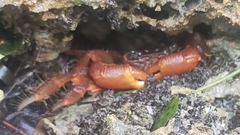 Geograpsus stormi