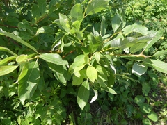Salix bebbiana