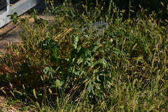 Beta vulgaris