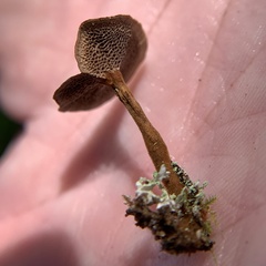 Coltricia cinnamomea