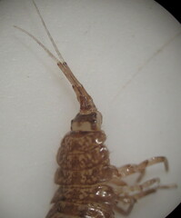 Asellus aquaticus