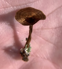 Coltricia cinnamomea