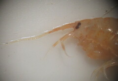 Gammarus lacustris