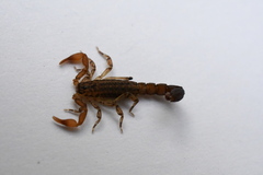 Konetontli chamelaensis