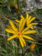 Tragopogon pratensis