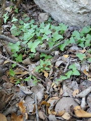 Maurandya antirrhiniflora