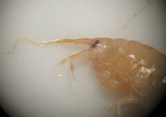 Gammarus lacustris