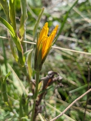Tragopogon pratensis