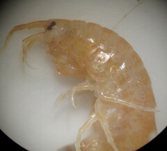 Gammarus lacustris