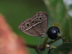 Mycalesis mineus