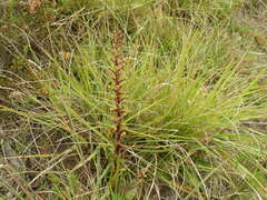 Satyrium parviflorum