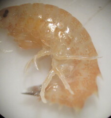 Gammarus lacustris