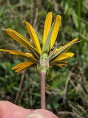 Tragopogon pratensis
