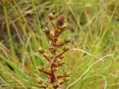 Satyrium parviflorum