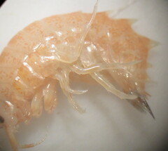 Gammarus lacustris