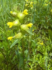 Rhinanthus minor