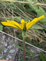 Tragopogon pratensis