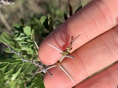 Vachellia rigidula
