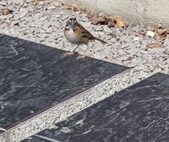 Zonotrichia capensis