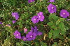 Tibouchina