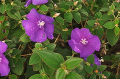 Tibouchina