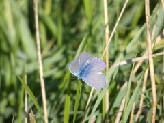 Polyommatus icarus