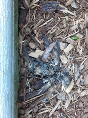 Passeriformes