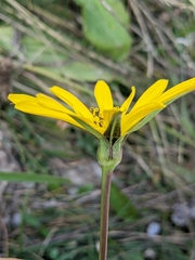 Tragopogon pratensis