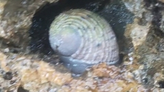Nerita plicata
