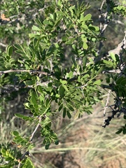 Vachellia rigidula