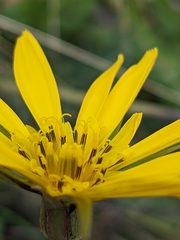 Tragopogon pratensis
