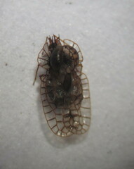 Galeatus spinifrons