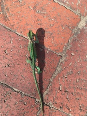 Bradypodion damaranum