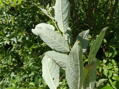 Salix bebbiana