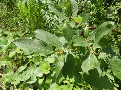 Salix bebbiana