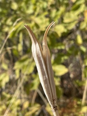 Calochortus macrocarpus
