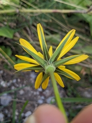 Tragopogon pratensis