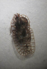 Galeatus spinifrons
