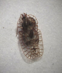 Galeatus spinifrons