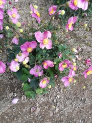 Eriocapitella hupehensis