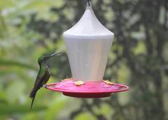 Heliodoxa imperatrix