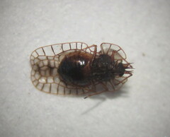Galeatus spinifrons