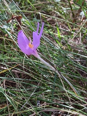 Colchicum autumnale