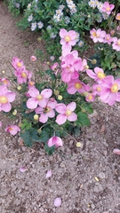 Eriocapitella hupehensis