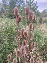 Dipsacus