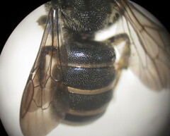 Stelis punctulatissima