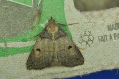 Zanclognatha laevigata